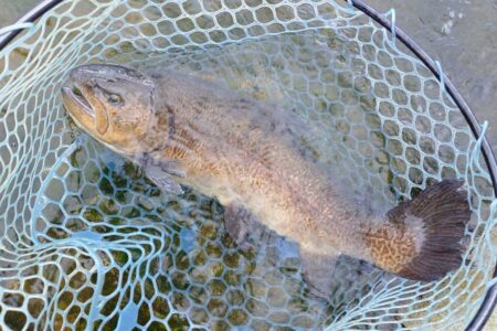 イトウが釣れたが… ～フィッシングパーク高島の泉～